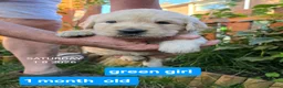 Golden Retriever dogs for sale: Gorgeous Golden Retriever Puppies KC Reg  - Advert 11