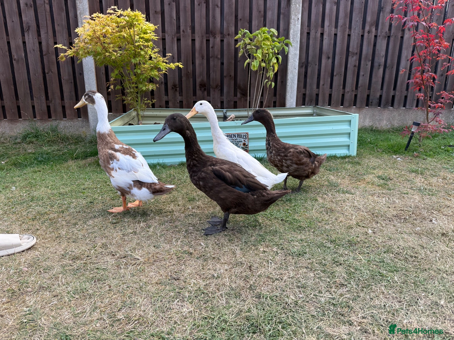 Ducks poultry Drake (brown) free to a good home - Advert 1