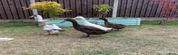 Ducks poultry for sale: Drake (brown) free to a good home in Barnsley - Advert 1
