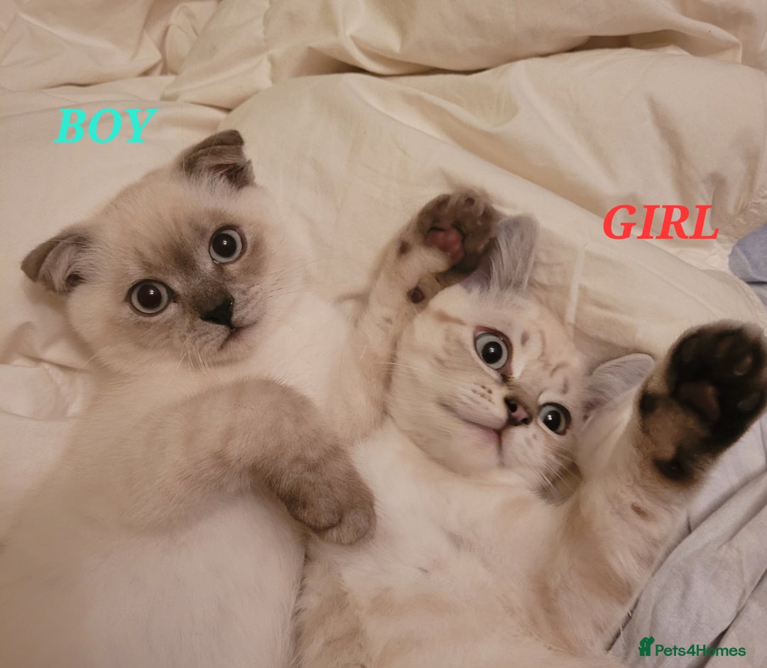 Scottish Fold cats for sale: Scottish fold kittens  - Image 20