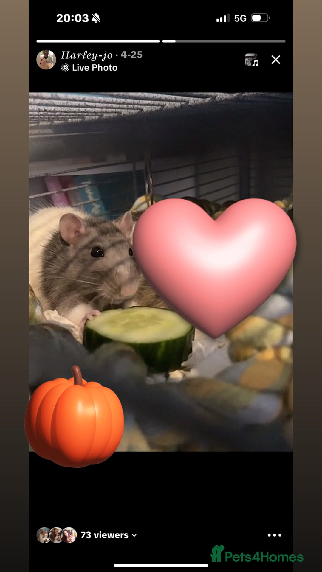 Rat rodents for sale: Lone female rat - Image 1