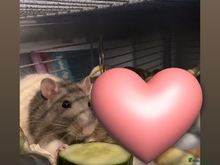 Rat rodents - Advert 7