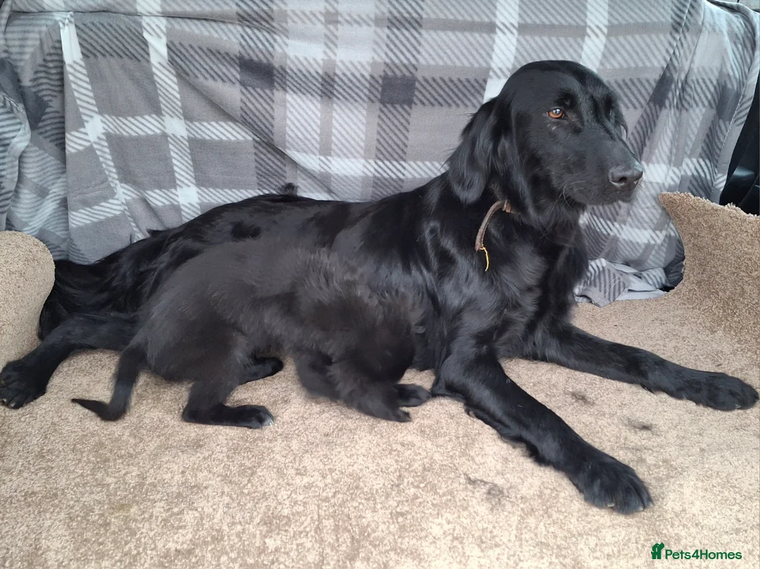 Mixed Breed dogs for sale: flat coated retriever x golden retriever puppies. - Advert 1