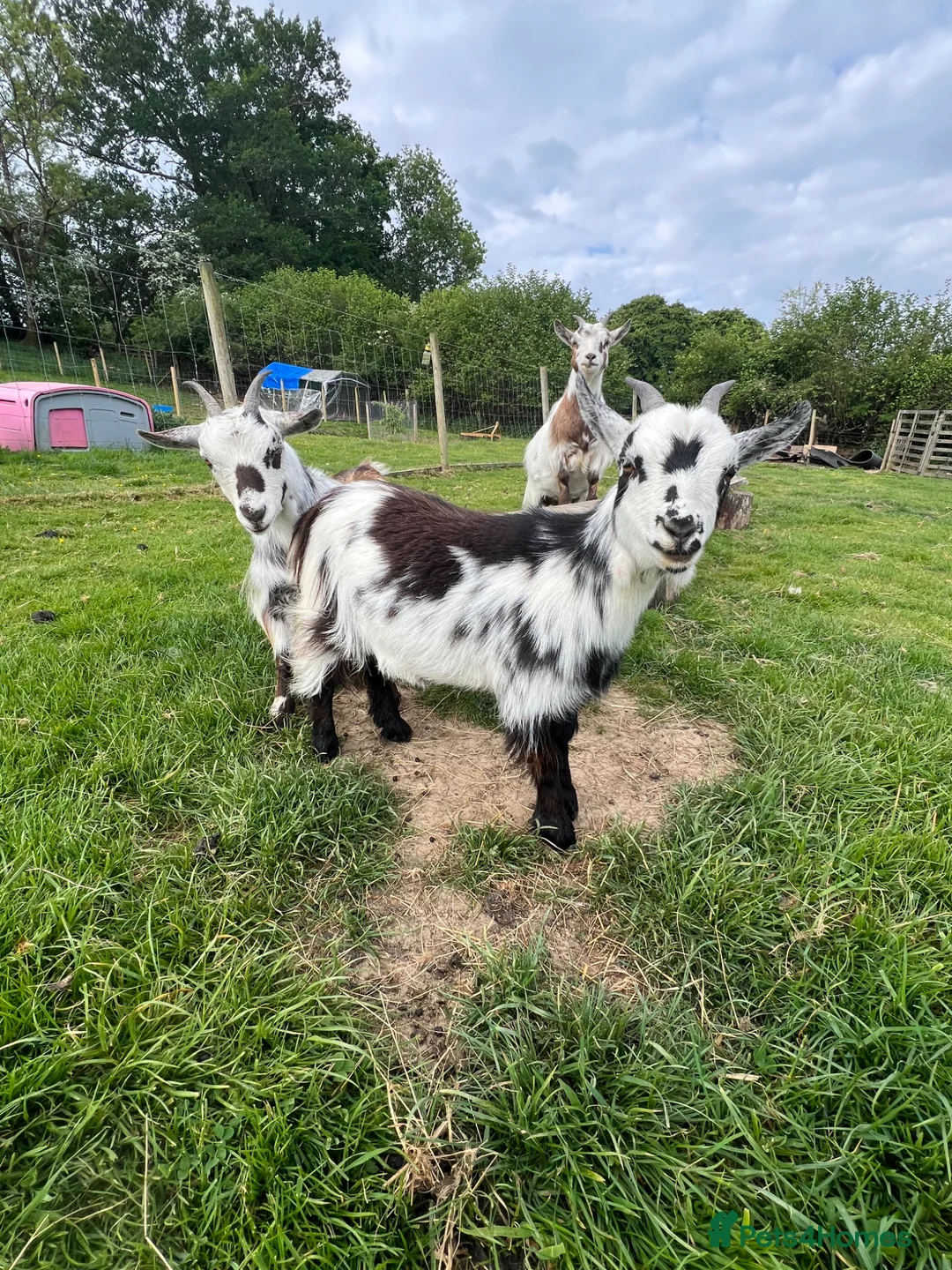 Goats livestock for sale: Beautiful trio of Pygmy Goats  - Advert 5