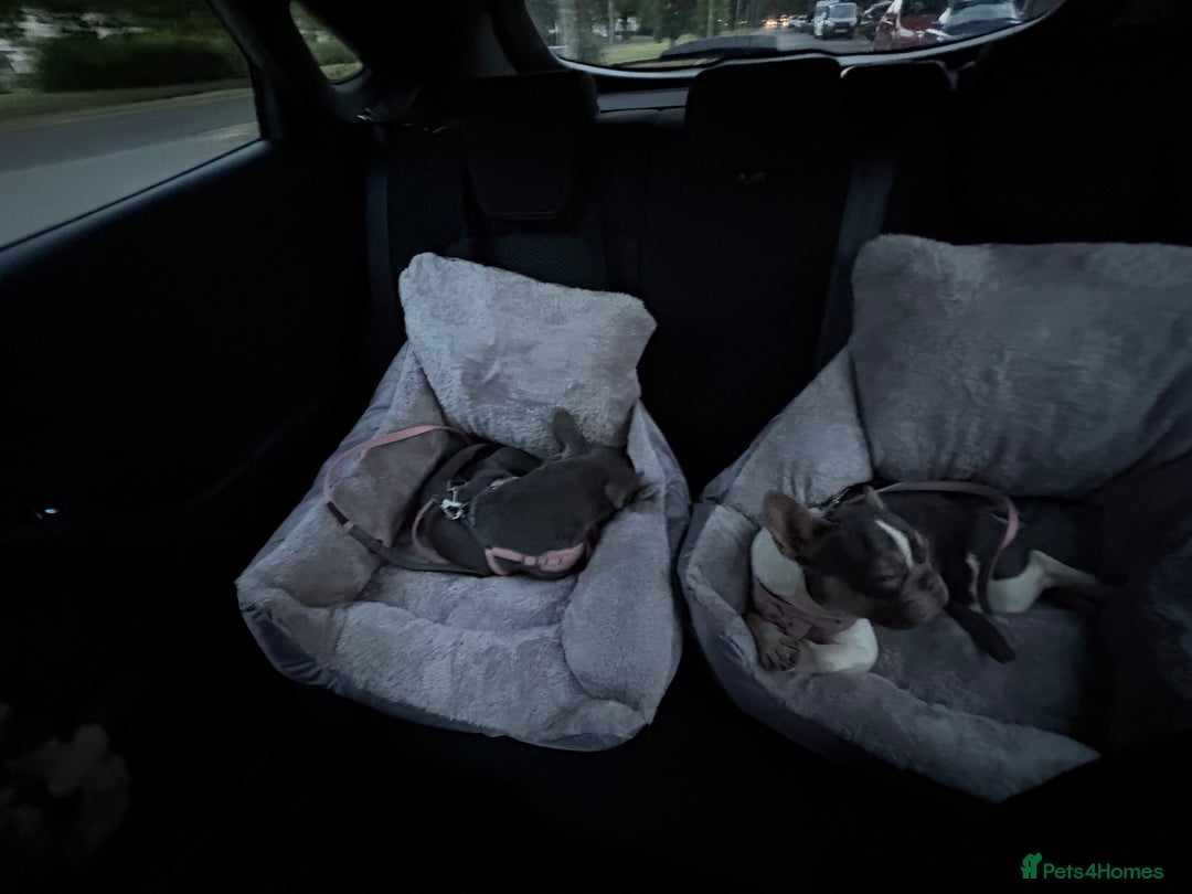 French Bulldog dogs for sale: 2 French bulldog sisters  - Advert 7