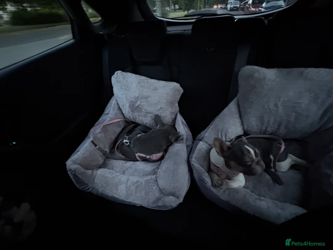 French Bulldog dogs for sale: 2 French bulldog sisters  - Advert 7