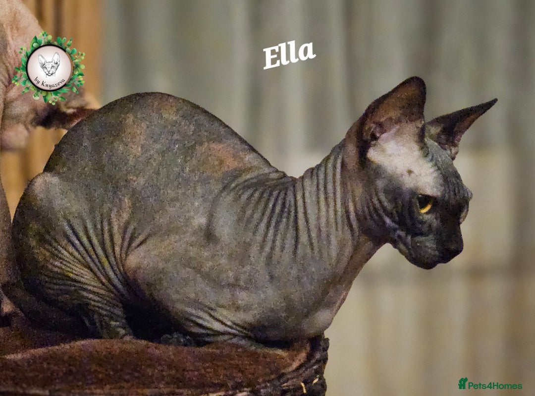 Sphynx cats for sale: Beautiful Canadian Sphynx 😍  - Advert 6