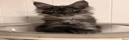 Maine Coon cats for sale: One beautiful black smoked Maine coons ready soon - Advert 6