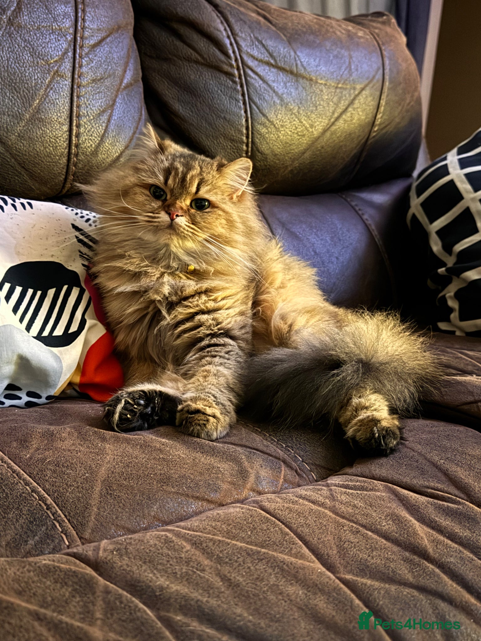 Scottish Fold cats 5 beautiful Scottish Fold / British Longhair - Advert 11