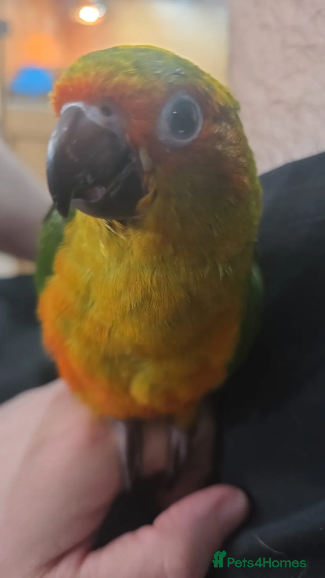 Conures birds for sale: Silly Tame hand reared Male Sun Conure with cage - Advert 2