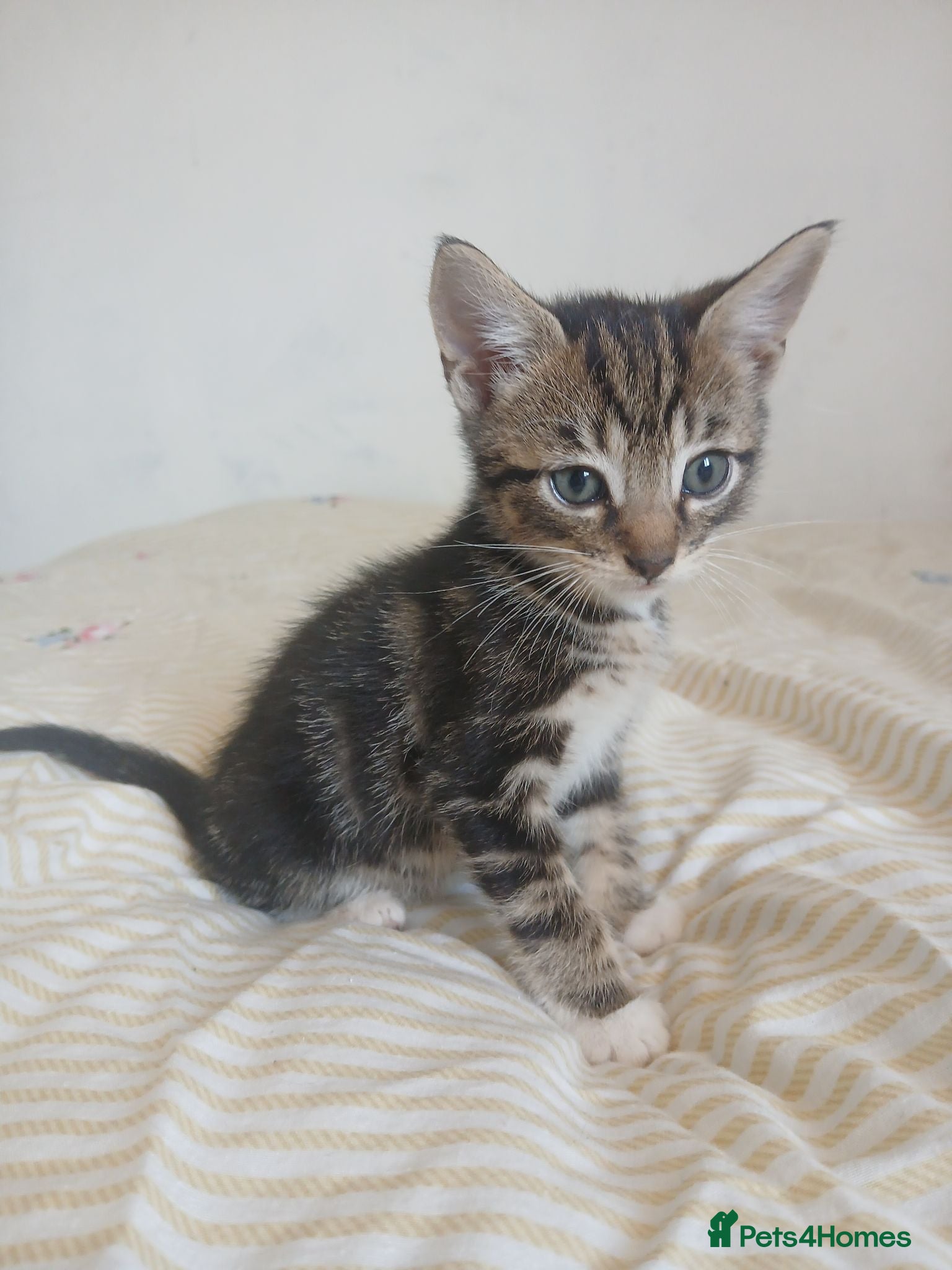 Mixed Breed cats Tuxedo/Tabby kittens 8 weeks old - Advert 5