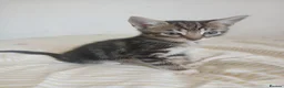 Mixed Breed cats for sale: Tuxedo/Tabby kittens 8 weeks old - Advert 1