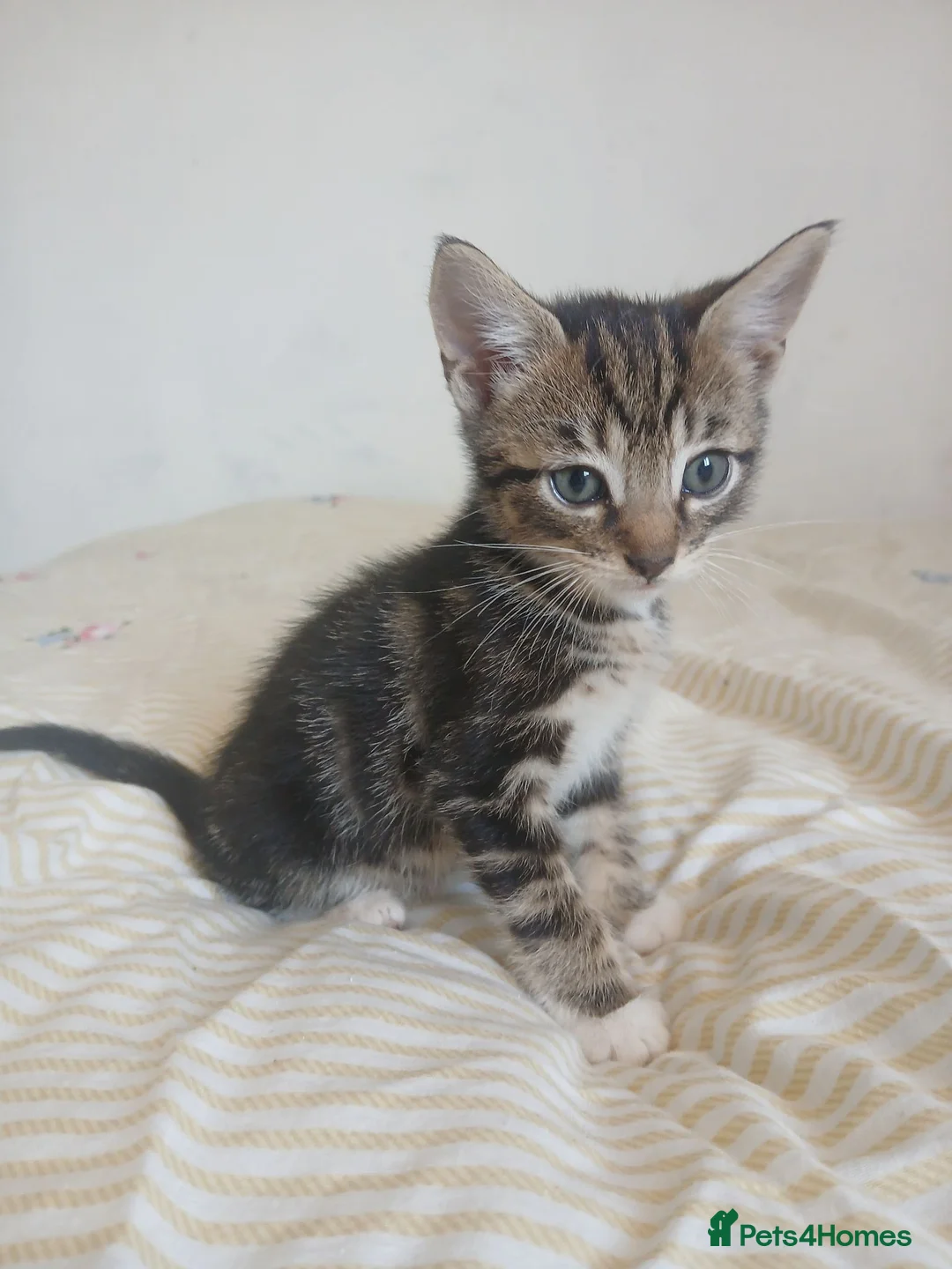 Mixed Breed cats for sale: Tuxedo/Tabby kittens 8 weeks old - Advert 1