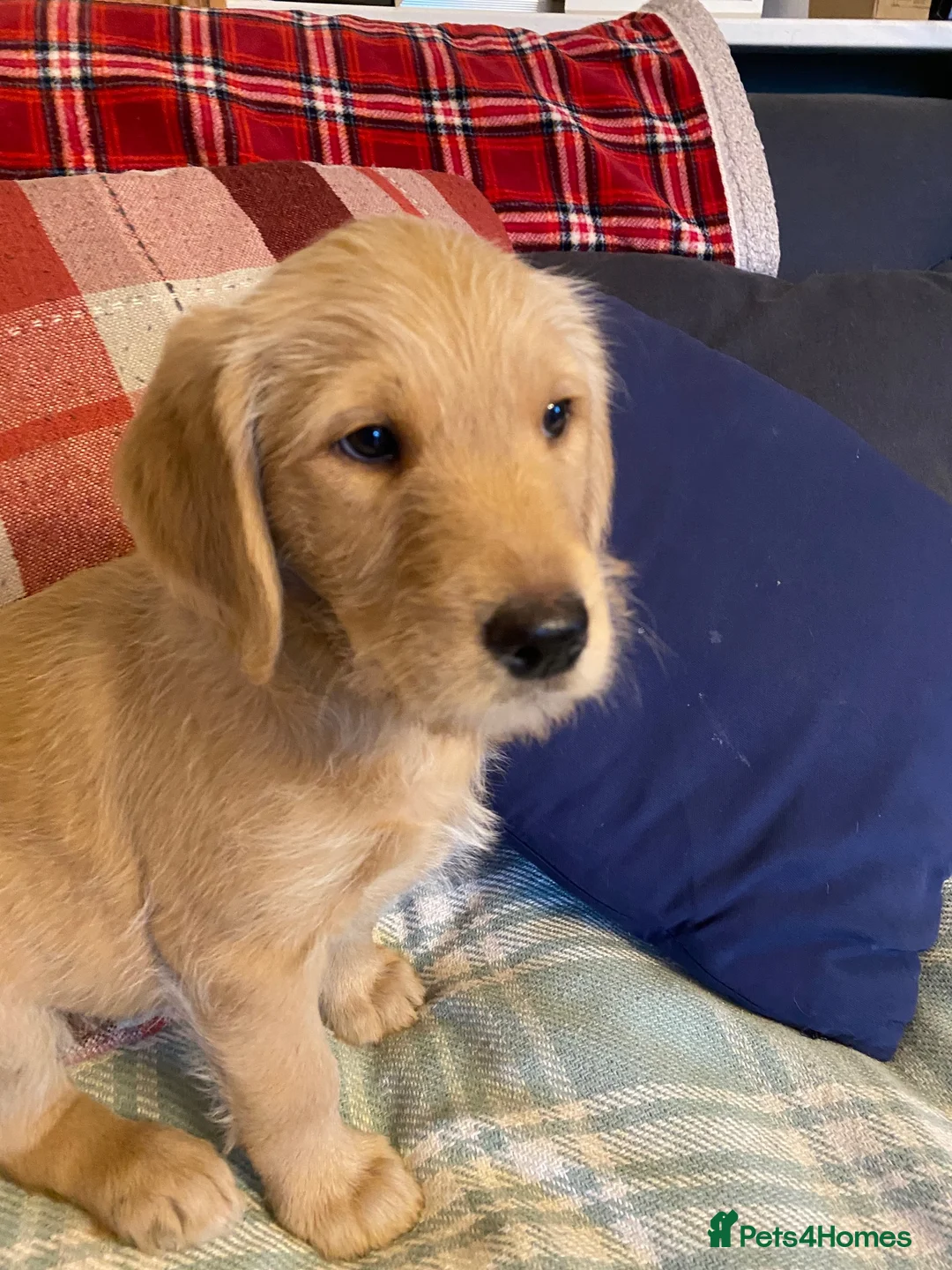 Labradoodle dogs for sale: Standard size labradoodle litter  - Advert 8