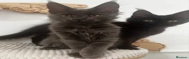 Maine Coon 7