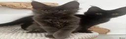 Maine Coon cats for sale: Adorable Gccf registered Mainecoons  - Advert 8