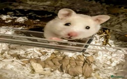 Hamster rodents for sale: Female Syrian Hamster for Adoption  - Image 2