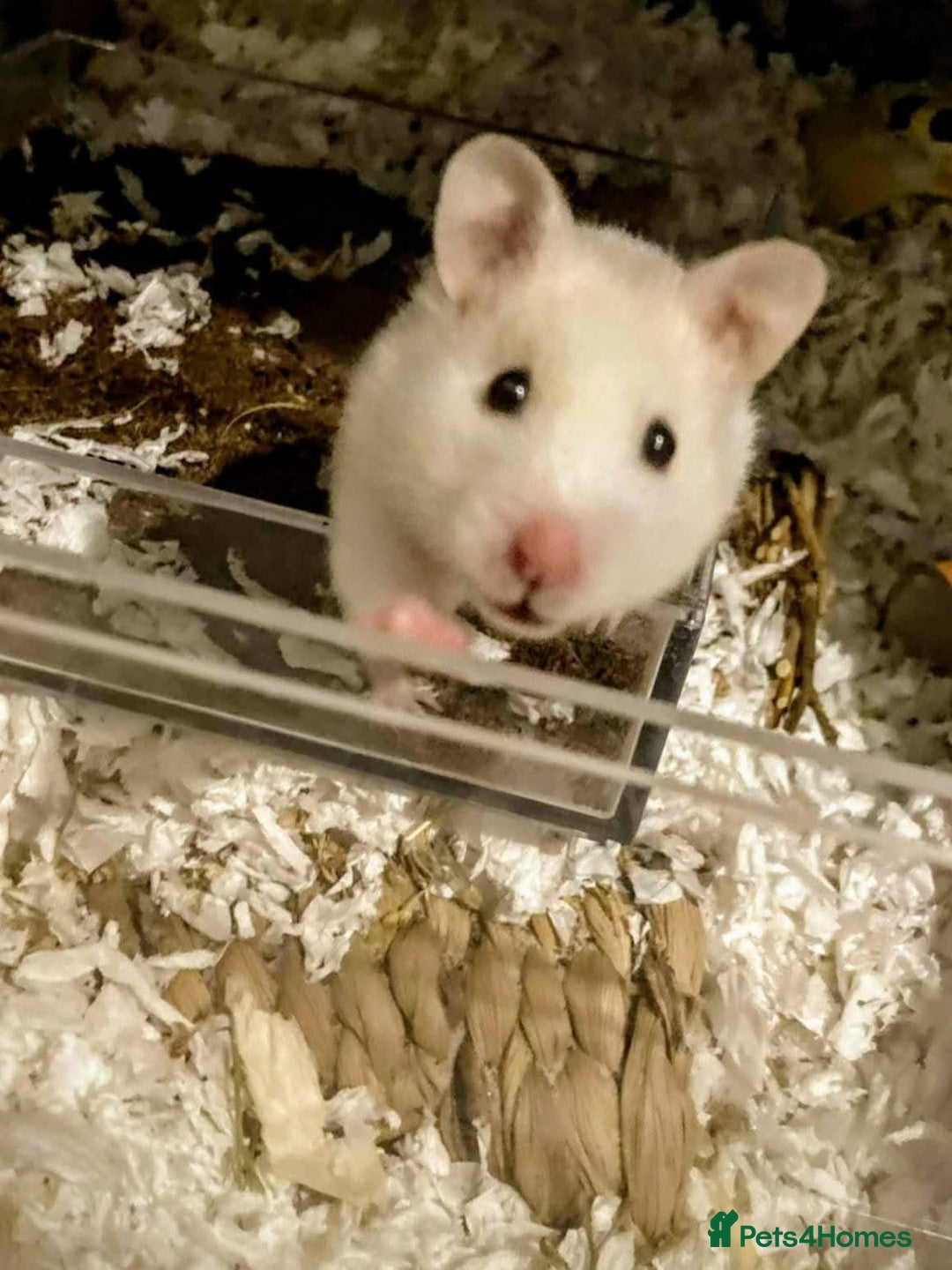 Hamster rodents for sale: Female Syrian Hamster for Adoption  - Image 2