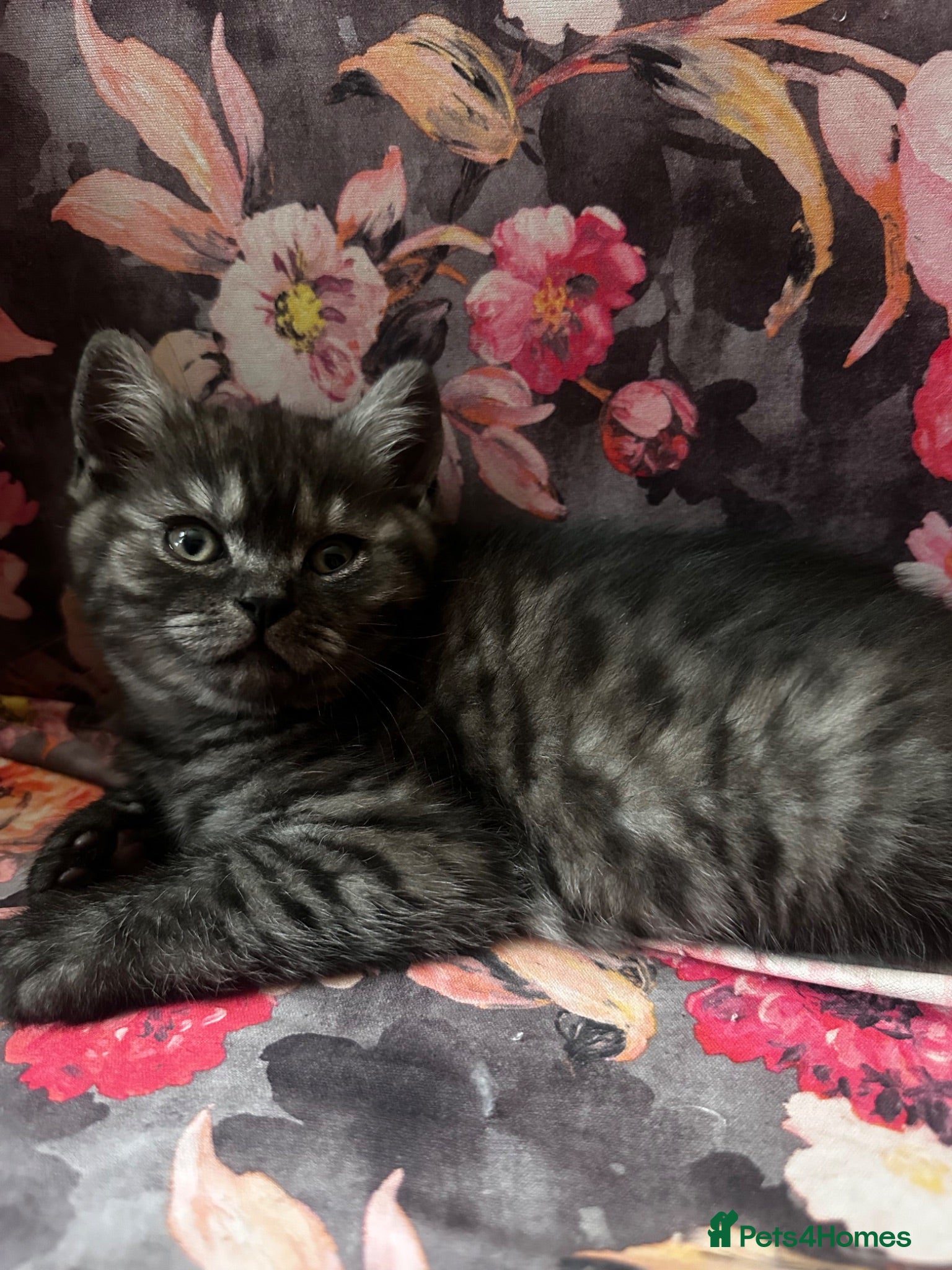 British Shorthair cats British shorthair kittens  - Advert 1