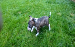 English Bull Terrier dogs for sale: KCRegistered English Bull Terrier Puppies–Top Line - Image 11