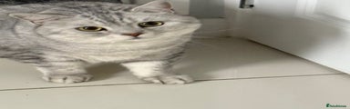 British Shorthair Male Cat - Milo