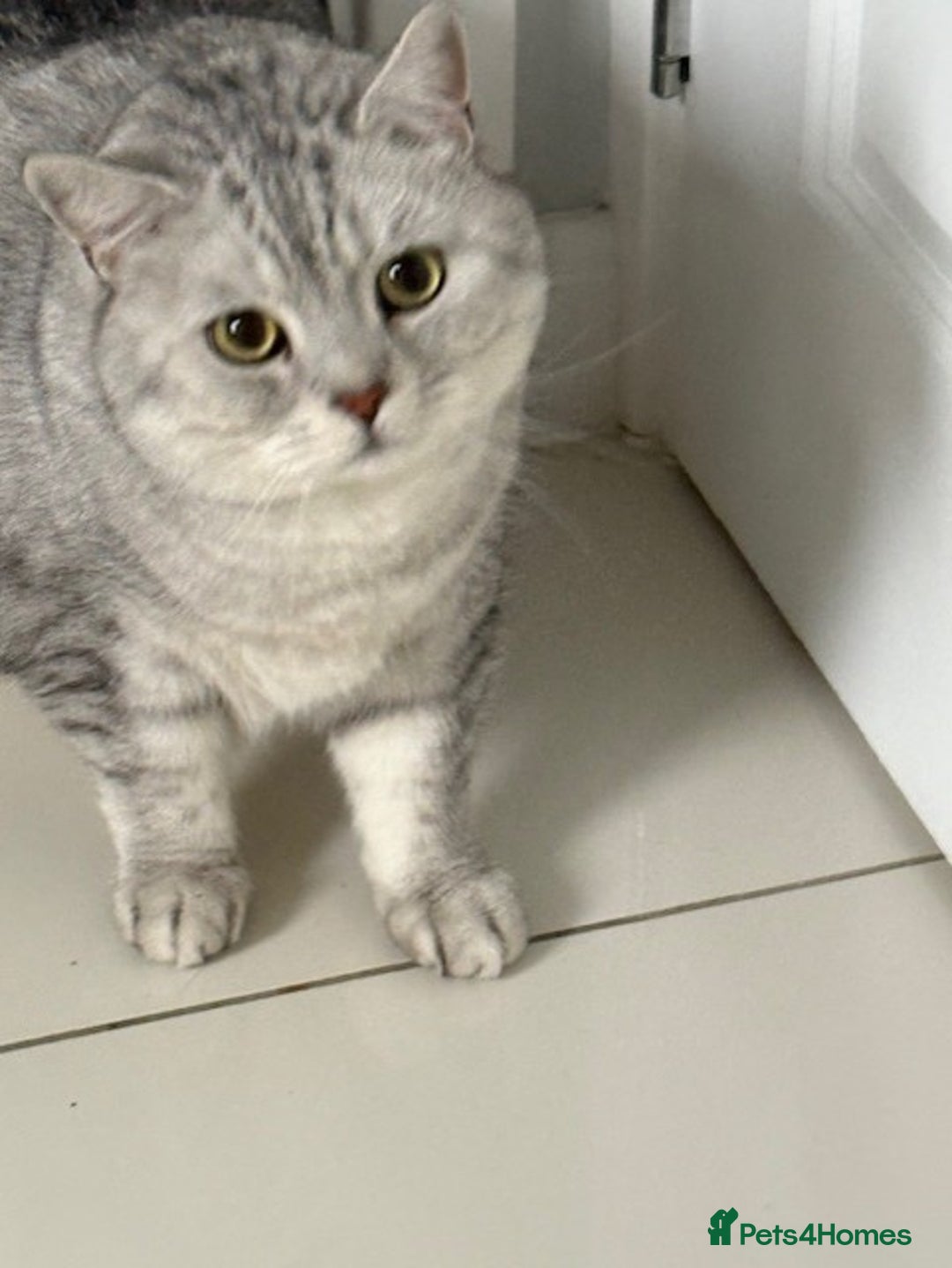 British Shorthair cats for sale: Adults Cats for Sale / loving home - Image 6