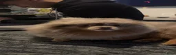 Pomeranian dogs for stud: Lilac/ tan Merle Pomeranian Available for stud  - Advert 4