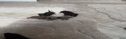 Miniature Dachshund dogs for sale: Long haired miniature dachshund Puppies  in Salford - Advert 15