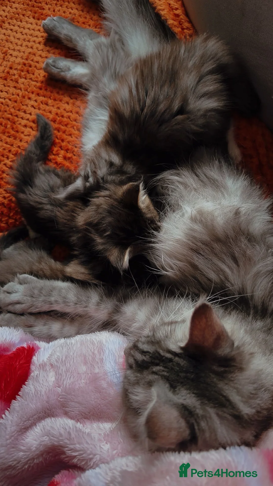Maine Coon cats for sale: One female main coin baby - Advert 2