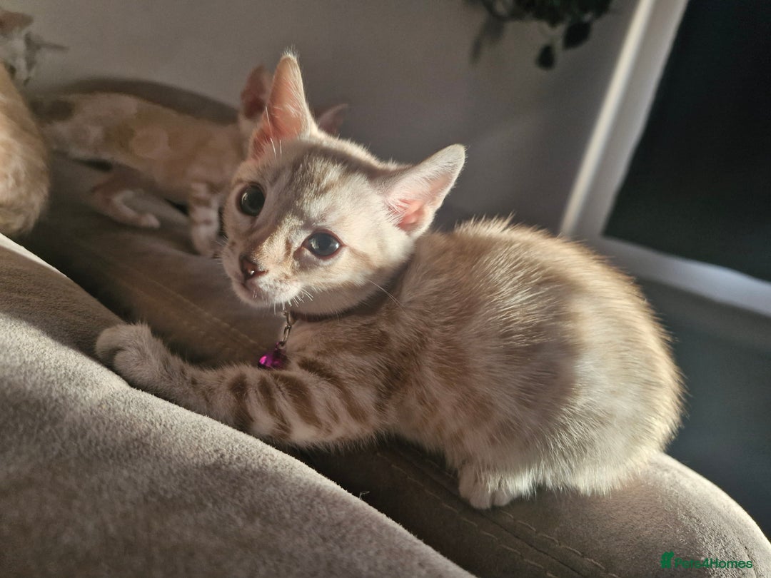 Bengal cats for sale: DorsetCats Artemis "Goddess Of The Hunt" - Rare Snow Genetic & Health Tested Bengal Kittens - Image 1