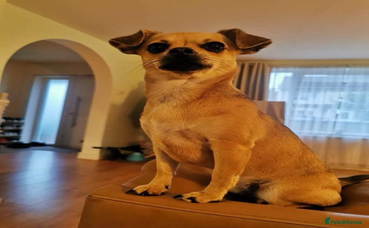 Chihuahua dogs - Advert 1
