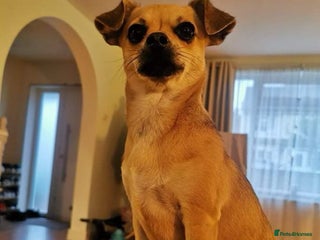 Chihuahua dogs - Advert 14