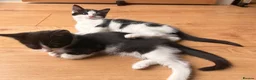 Mixed Breed cats for sale: Beautiful baby girls  in Swindon - Advert 5
