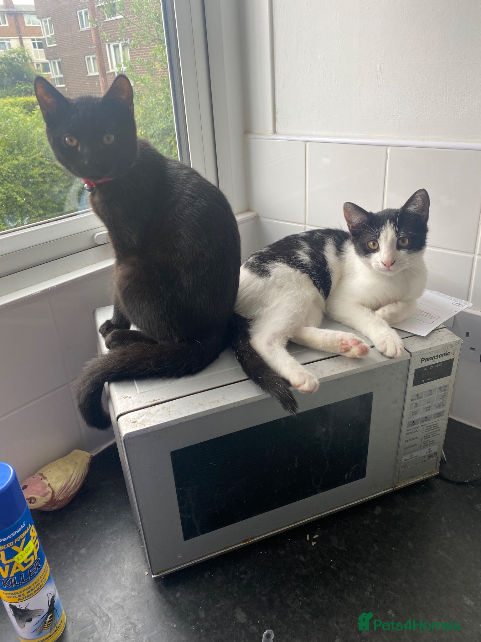 British Shorthair cats BSH Kittens - Advert 3
