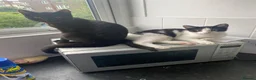 British Shorthair cats for sale: BSH Kittens - Advert 1
