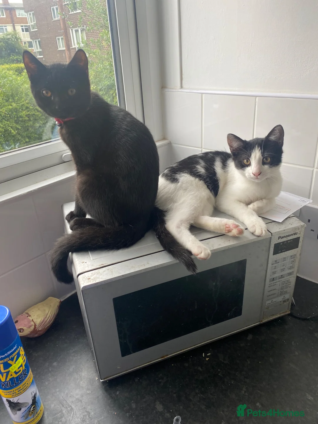 British Shorthair cats for sale: BSH Kittens - Advert 1