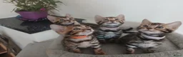 Bengal cats for sale: NEW PRICE ONLY 1 BENGAL BEAUTY LEFT ‼️‼️❣️ - Advert 9
