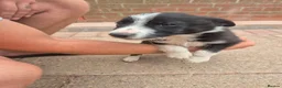 Border Collie dogs for sale: Farm bred border collies  - Advert 12