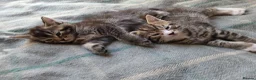 Mixed Breed cats for sale: Beautiful kittens looking for their forever homes  - Advert 16