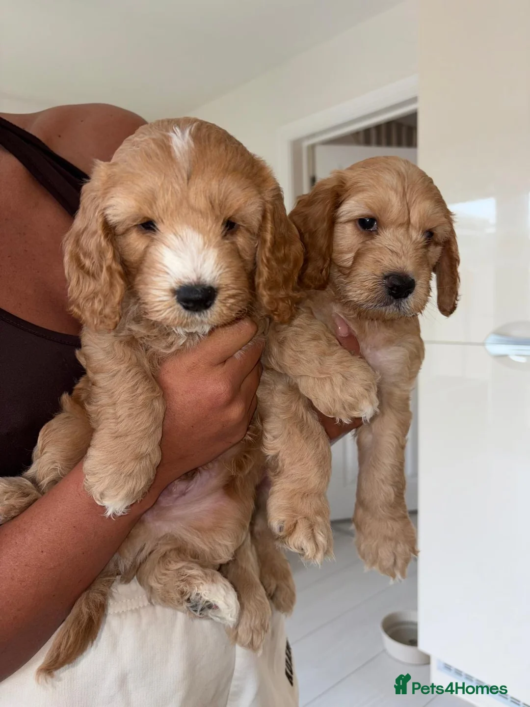 Cockapoo dogs for sale: Boy cockapoo puppies  - Advert 2