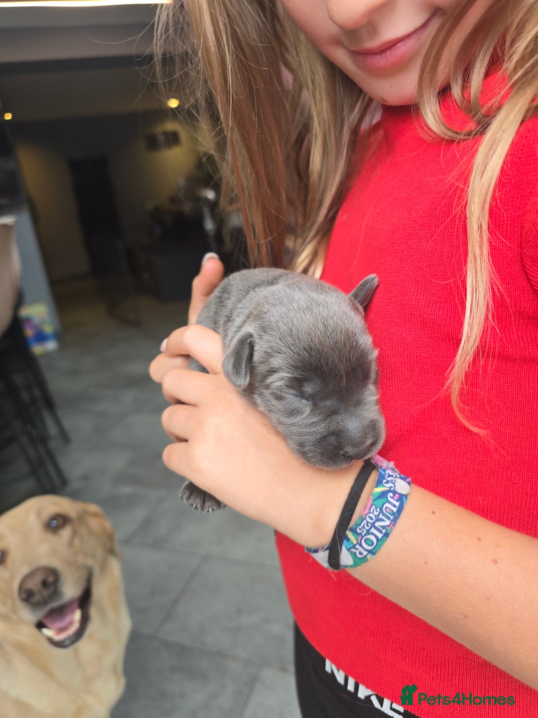 Labrador Retriever dogs for sale: Gorgeous top pedigree charcoal champagne Labrador - Image 8