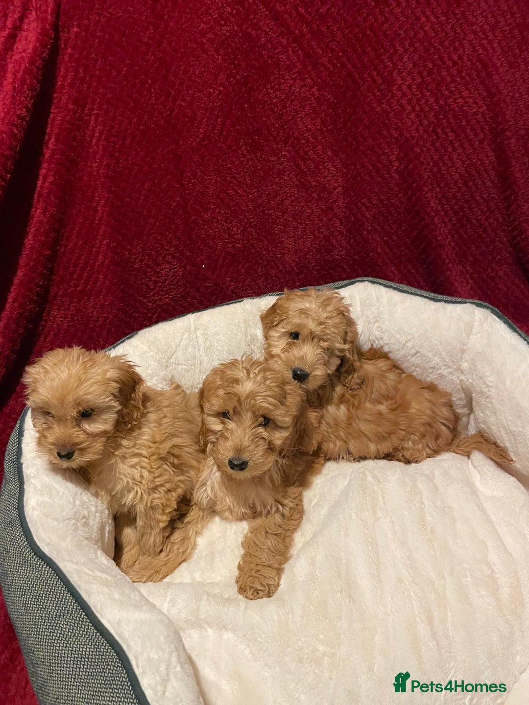 Cavapoo dogs for sale: Cavapoo puppies  - Advert 2