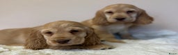 Cocker Spaniel dogs for sale: Golden Cocker Spaniel Puppies - Advert 13
