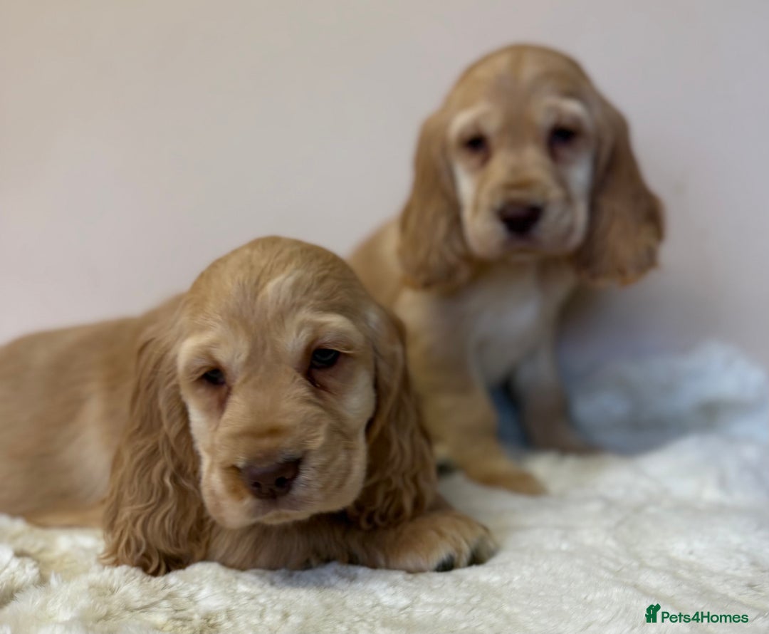 Cocker Spaniel dogs for sale: Golden Cocker Spaniel Puppies - Advert 13