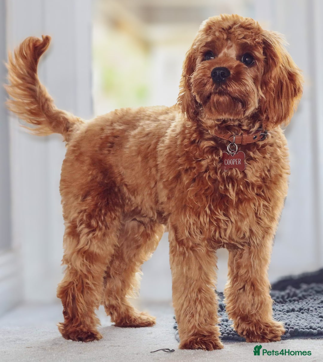 Mixed Breed dogs for sale: Cavapoochon Pups Wait List South Yorkshire - Image 13
