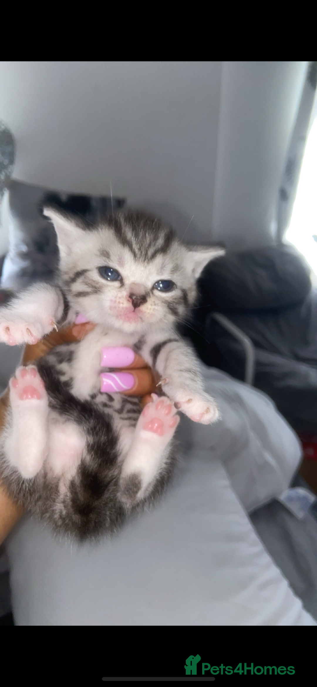 Bengal cats for sale: 4 x Beautiful Bengal Mixed Babies - Advert 13