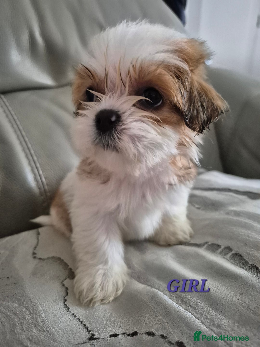 Shih Tzu dogs for sale: READY TO GO NOW Gorgeous Shih tzu puppies - Image 16