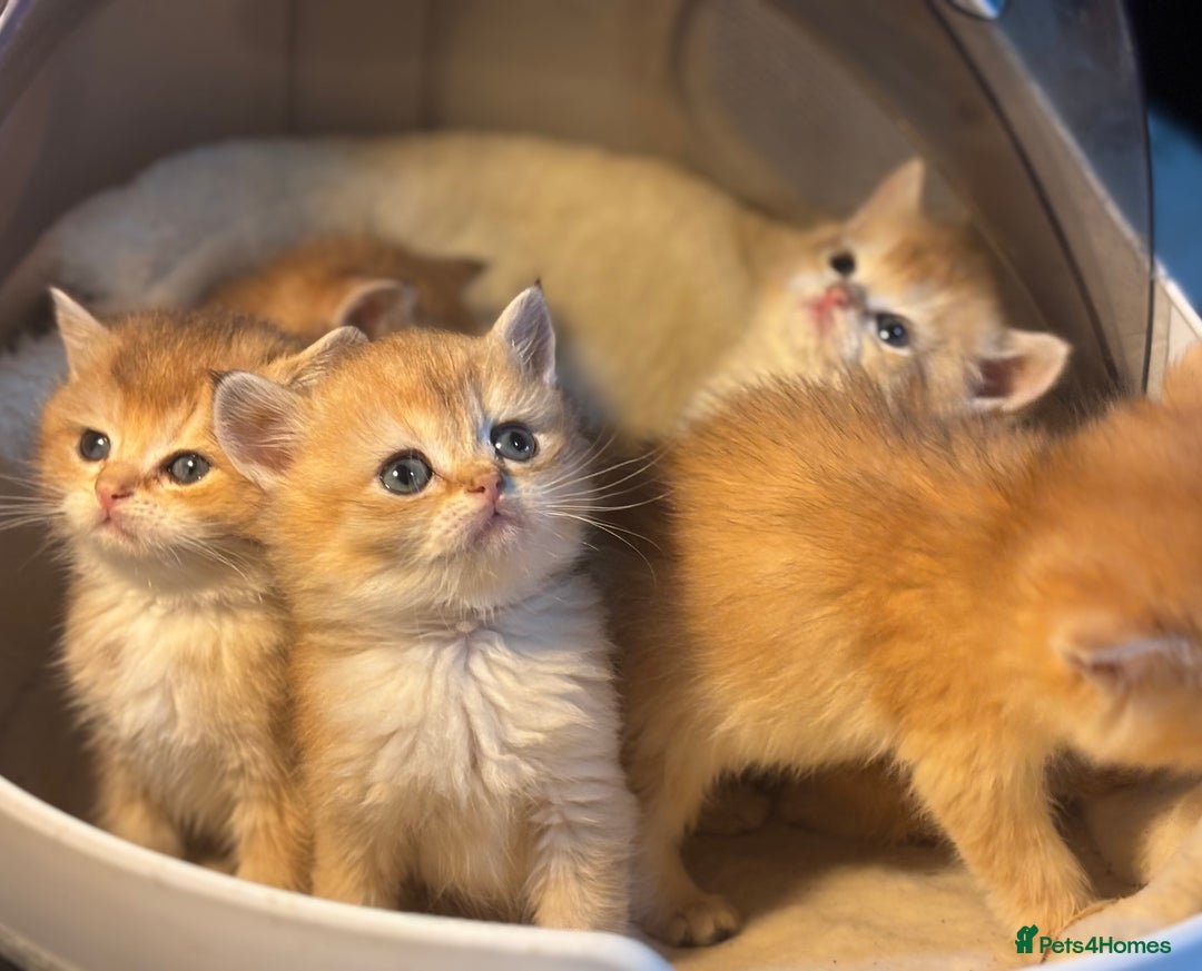 British Shorthair cats for sale: Full Pedigree Golden tipped British Shorthair - Advert 14