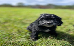 Cockapoo dogs for sale: F1 cockapoos - Image 10