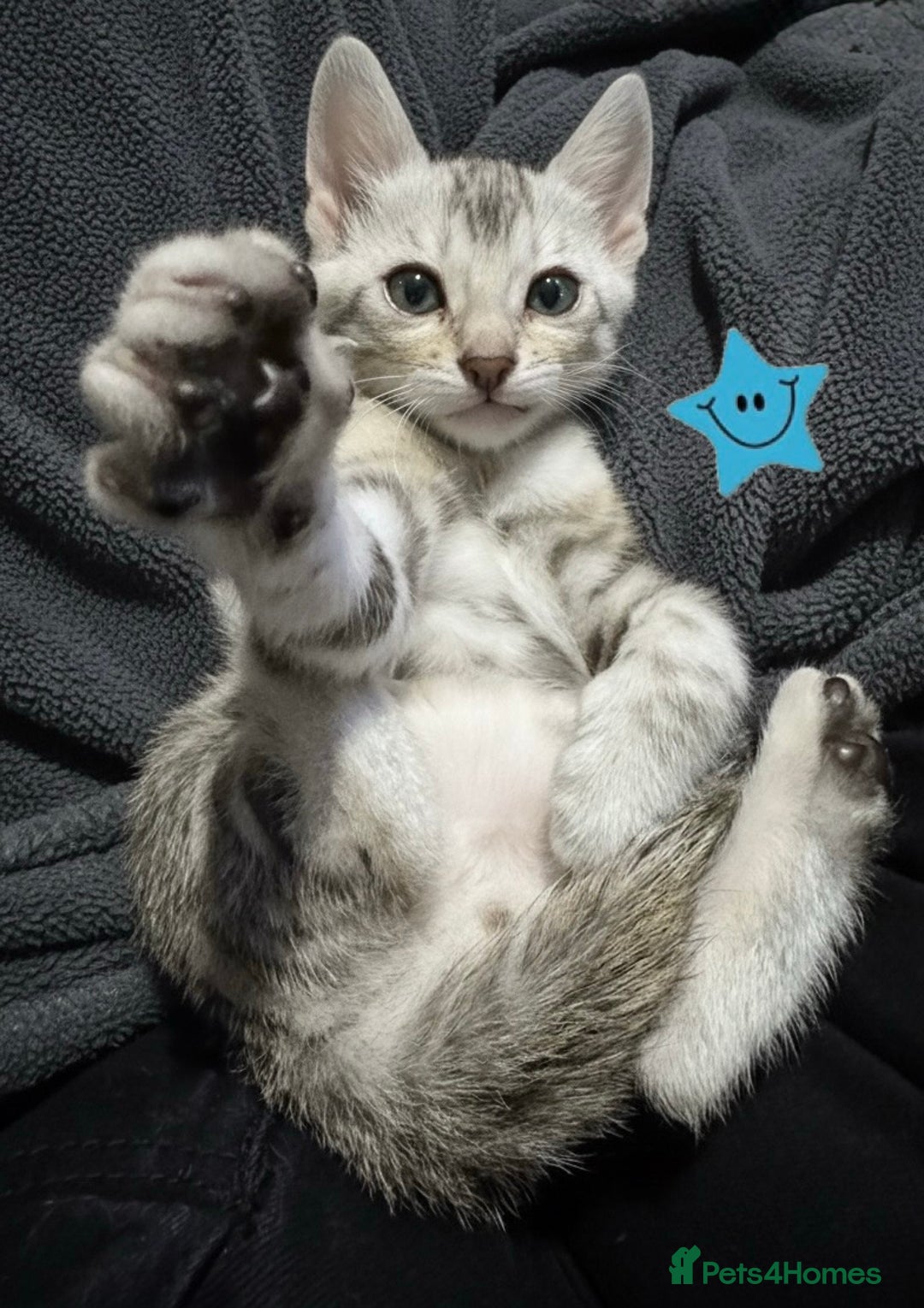 Bengal cats for sale: TICA Silver Bengal kittens - Image 15